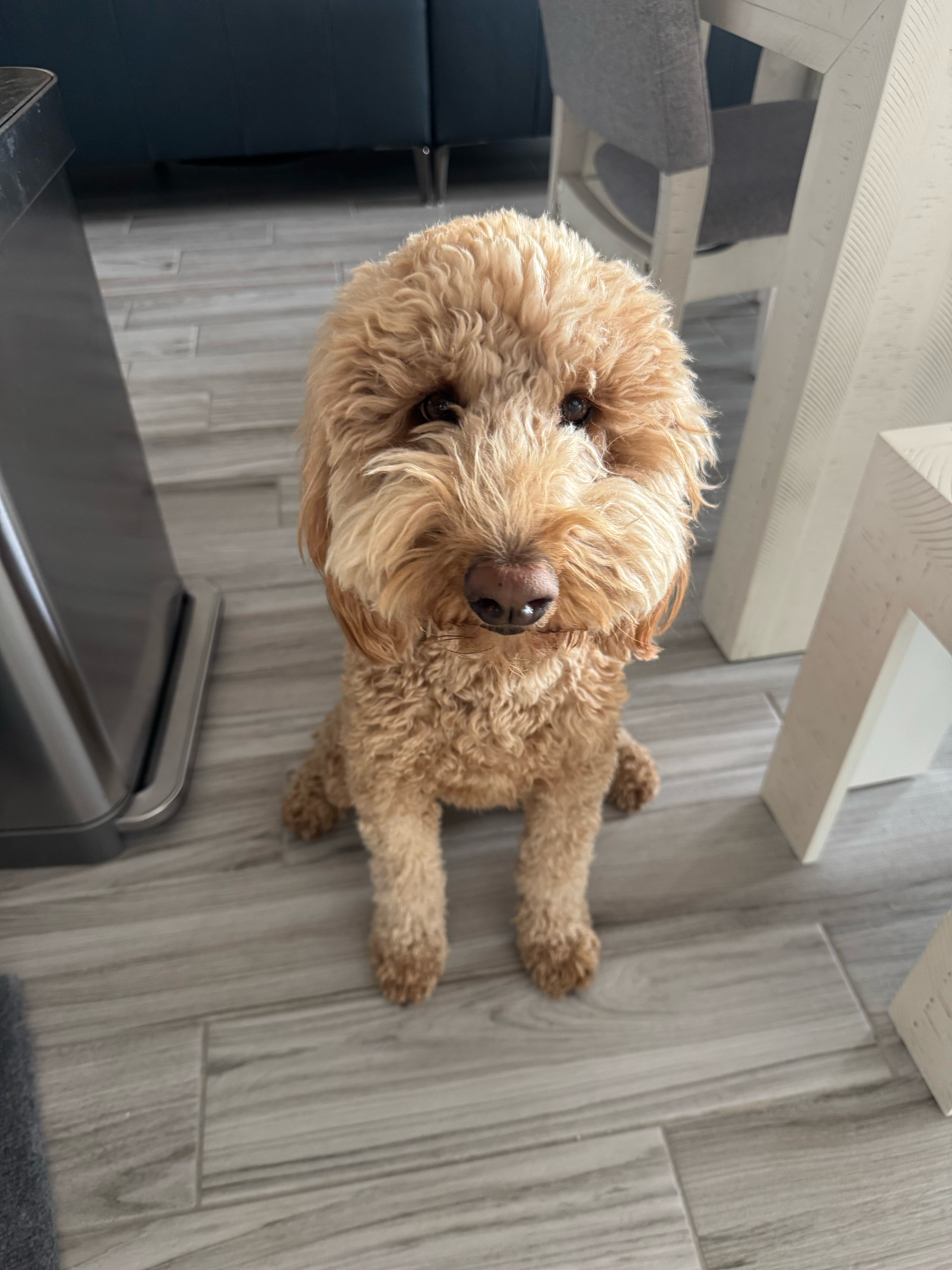 Red and apricot goldendoodle